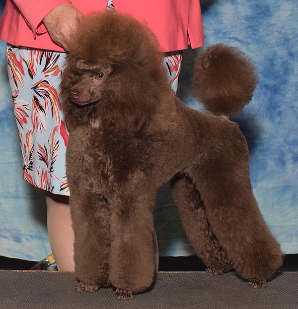 Café Au Lait Poodle Dog